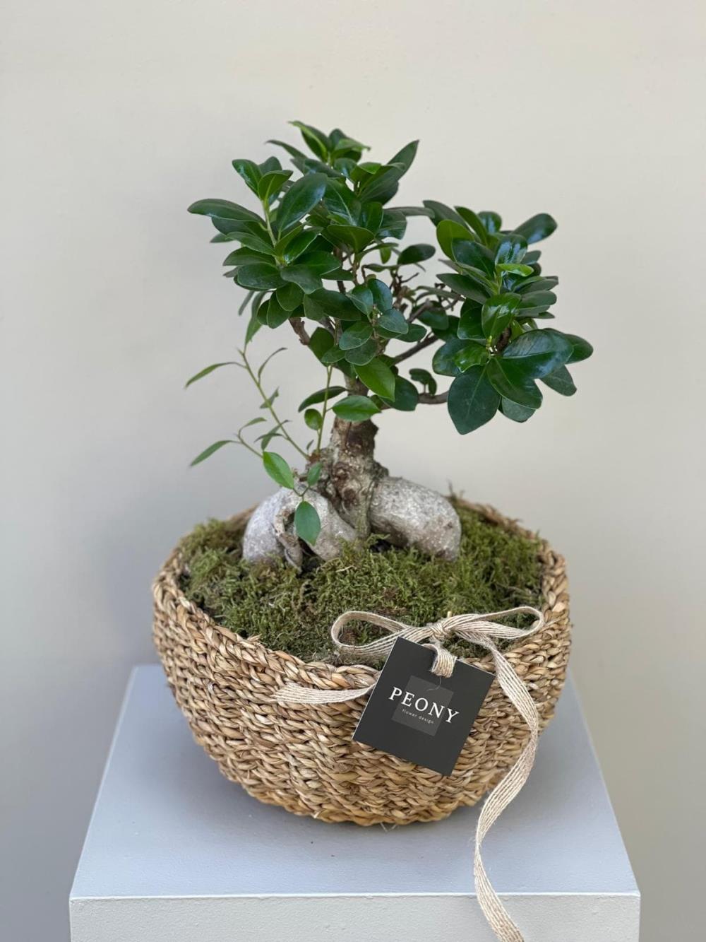 Ficus Microcarpa Bonsai